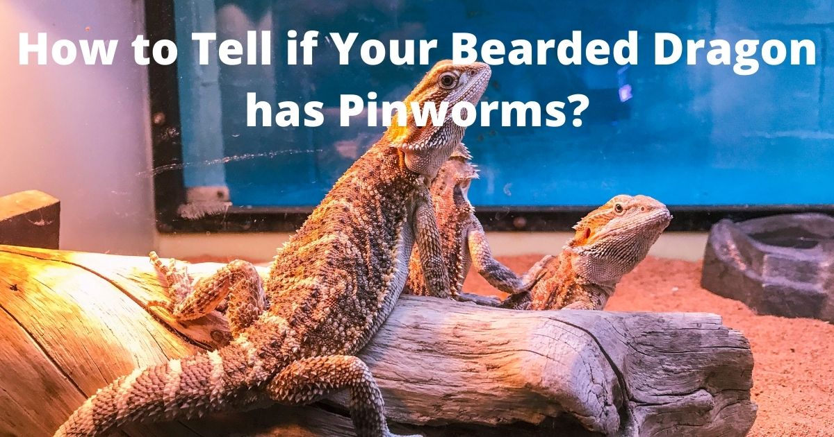 How to Tell if Your Bearded Dragon has Pinworms