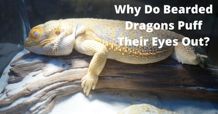 why-do-bearded-dragons-puff-their-eyes-out-thefavpet