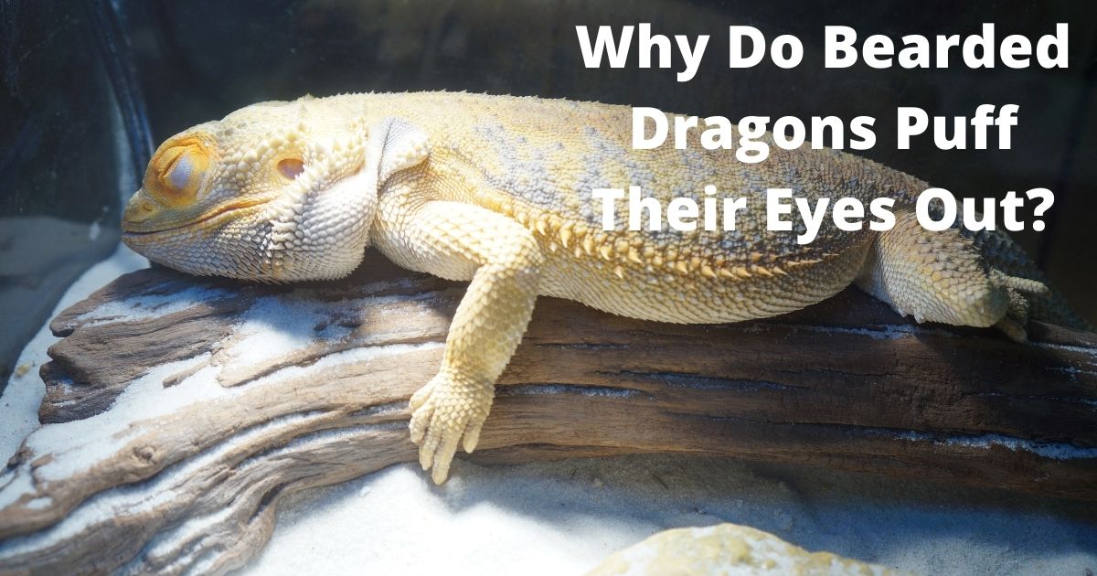 Why Do Bearded Dragons Puff Their Eyes Out
