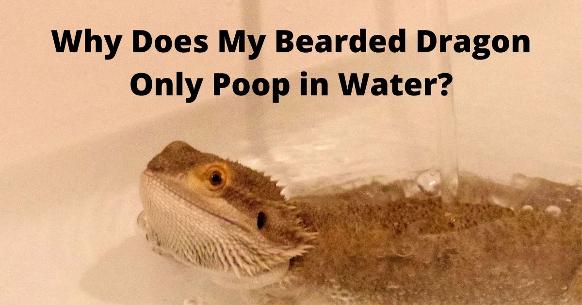 Why Does My Bearded Dragon Only Poop in Water