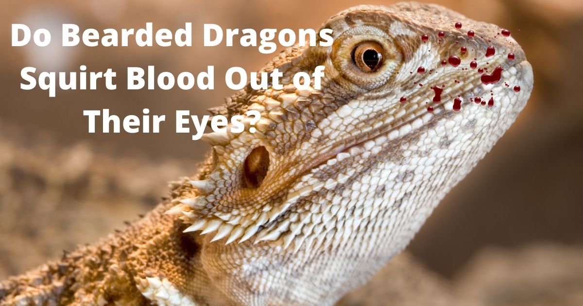 Do Bearded Dragons Squirt Blood Out of Their Eyes