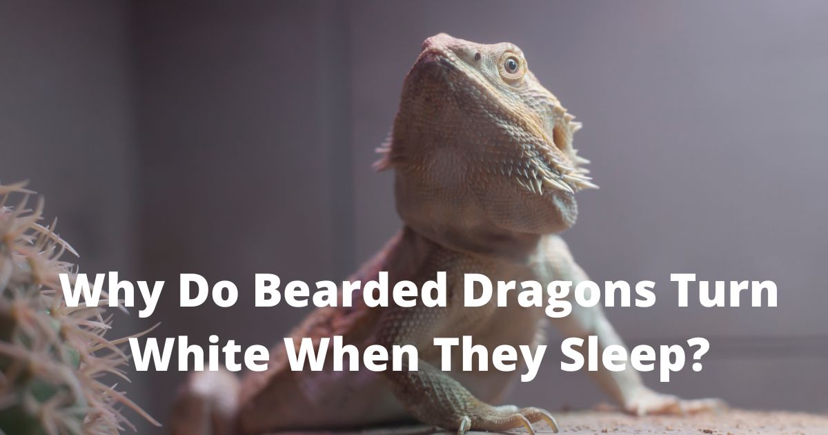 Why Do Bearded Dragons Turn White When They Sleep
