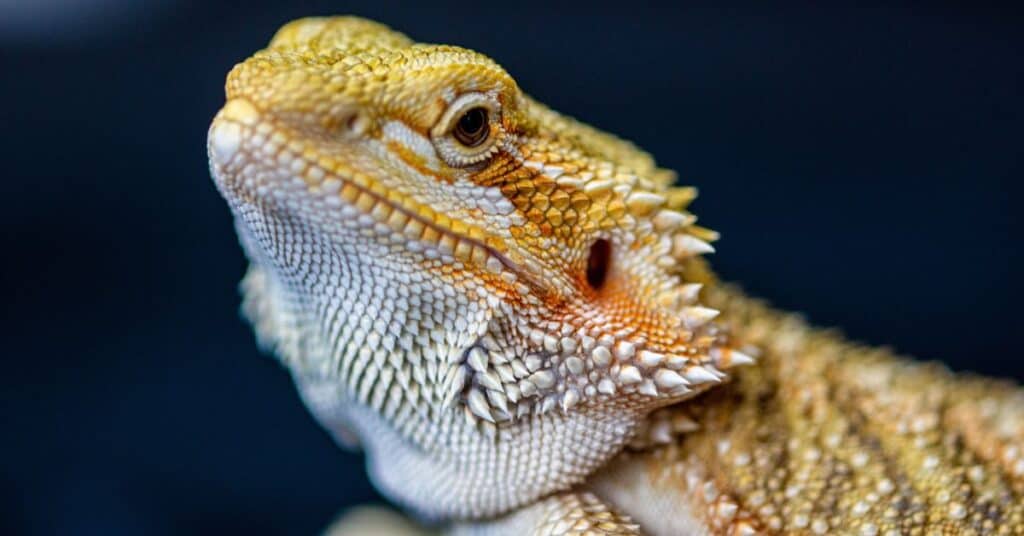 How to Tell if Bearded Dragon Femoral Pores are Clogged