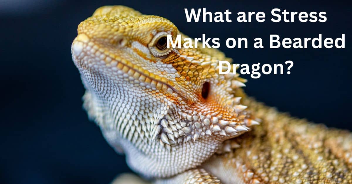 What are Stress Marks on a Bearded Dragon + 6 EASY Tips