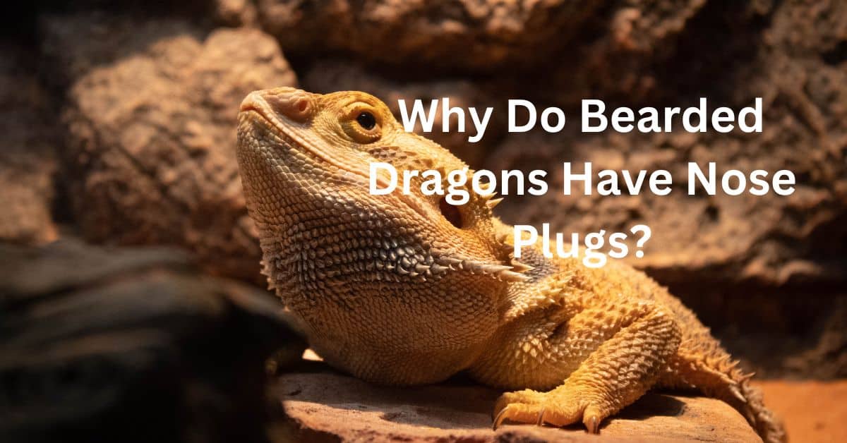 Why Do Bearded Dragons Have Nose Plugs
