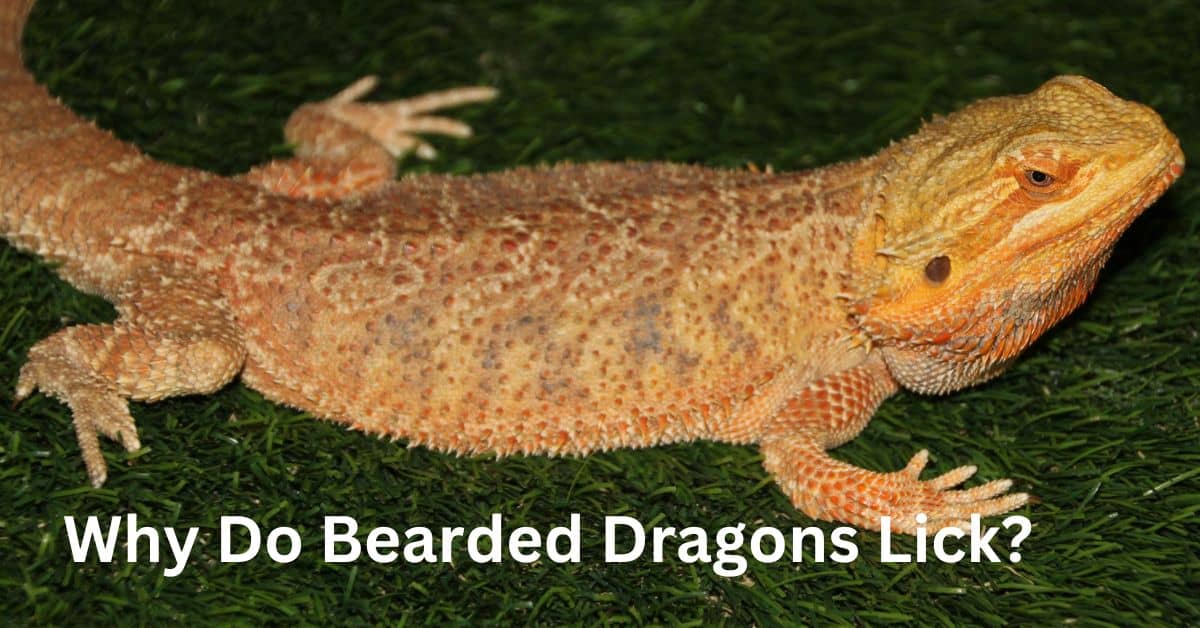 Why Do Bearded Dragons Lick