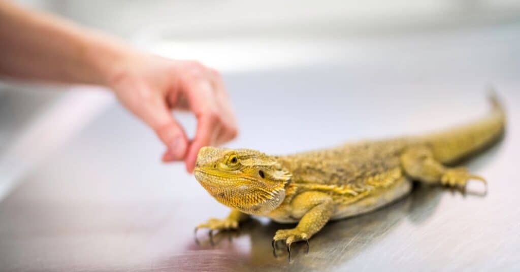 Do Bearded Dragons Become Attached to their Owner