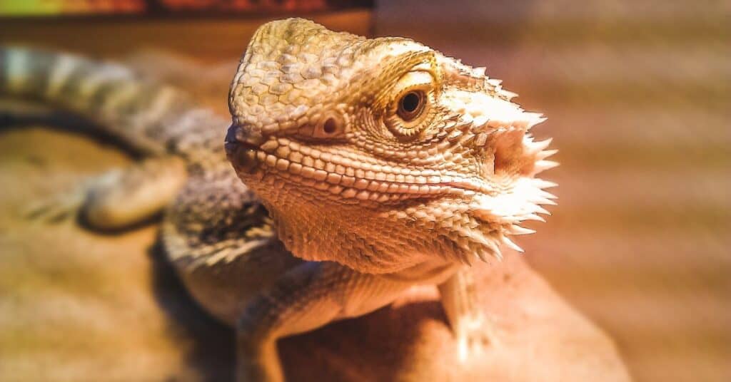 Do Bearded Dragons Eat Their Poop (Do They REALLY!) | Thefavpet