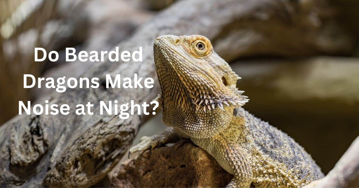 Do Bearded Dragons Make Noise at Night