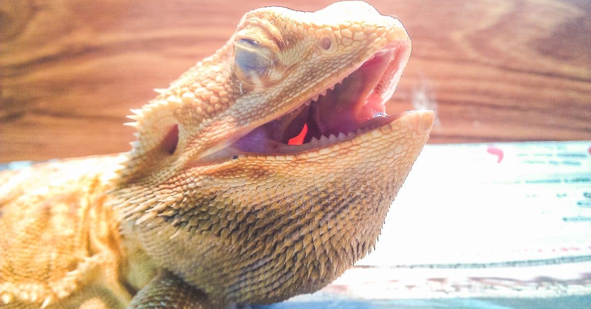 Do Bearded Dragons Yawn