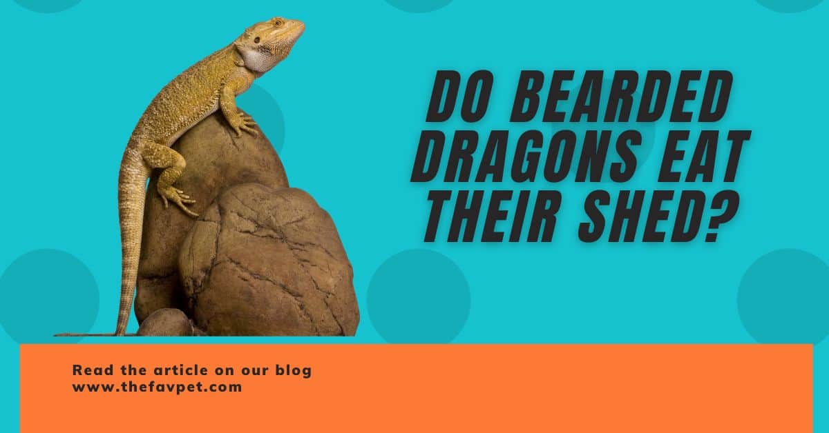 Do Bearded Dragons Eat Their Shed