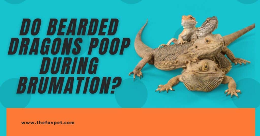 do-bearded-dragons-poop-during-brumation-know-the-truth-thefavpet