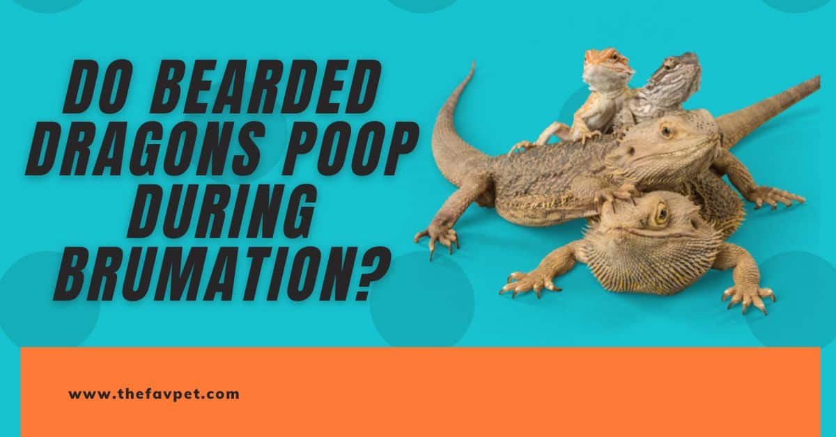 Do Bearded Dragons Poop During Brumation