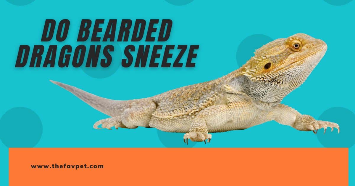 Do Bearded Dragons Sneeze