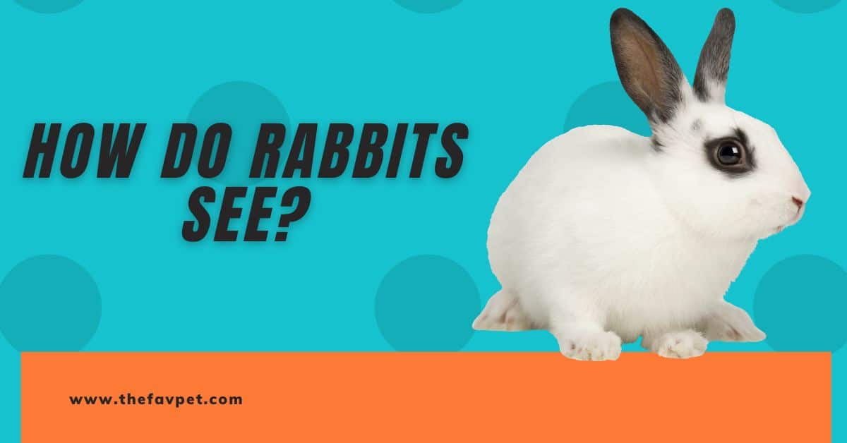 How Do Rabbits See